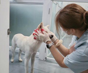 유기견 봉사활동